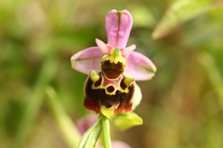 ophrys bourdon